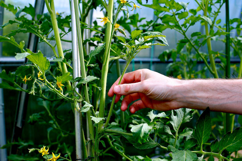 Larger tomato sucker